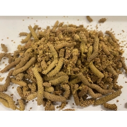 leszczyna kwiat 100 g